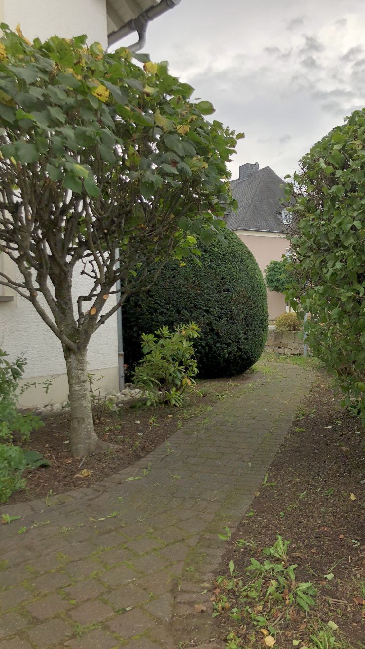 Taxus-Kugel Formschnitt