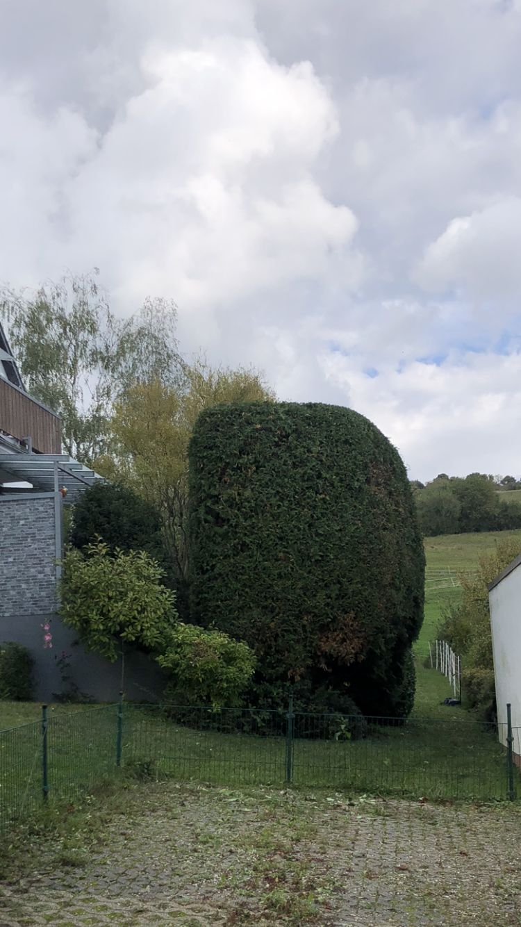 Thujahecke Formschnitt